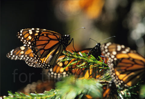 Monarca Butterfly