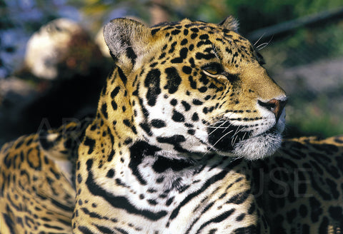Jaguar in Chiapas