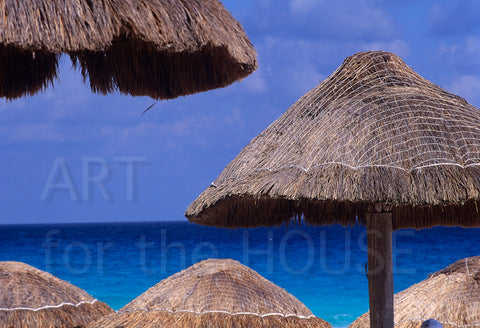 Palms in Playa del Carmen